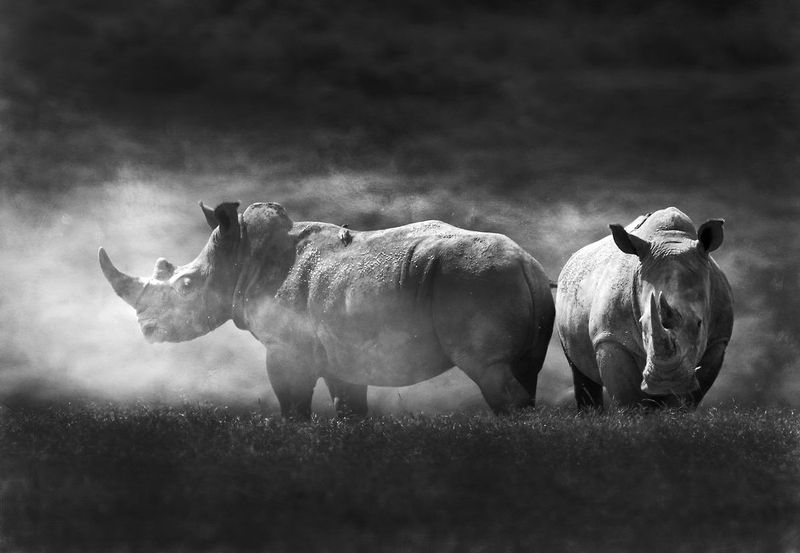 Rhinos In The Dust -BW version.jpg :: Rhinos in the dust in Aberdare region of Kenya.