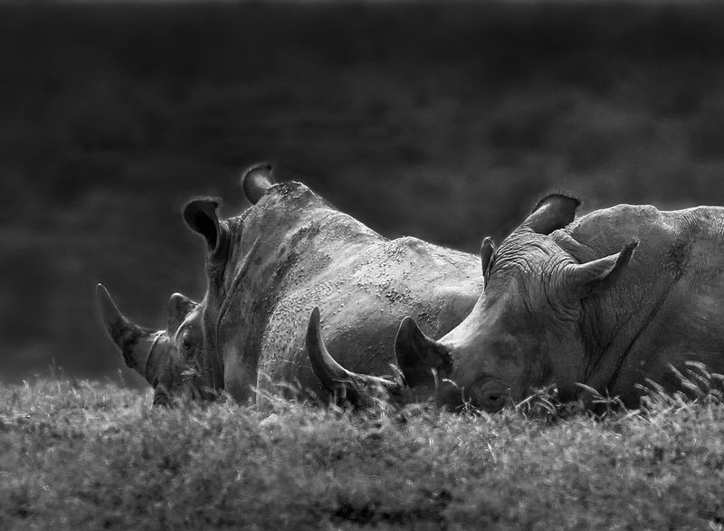 Rhinos Resting BW version.jpg :: Rhinos resting in Aberdare region of Kenya.