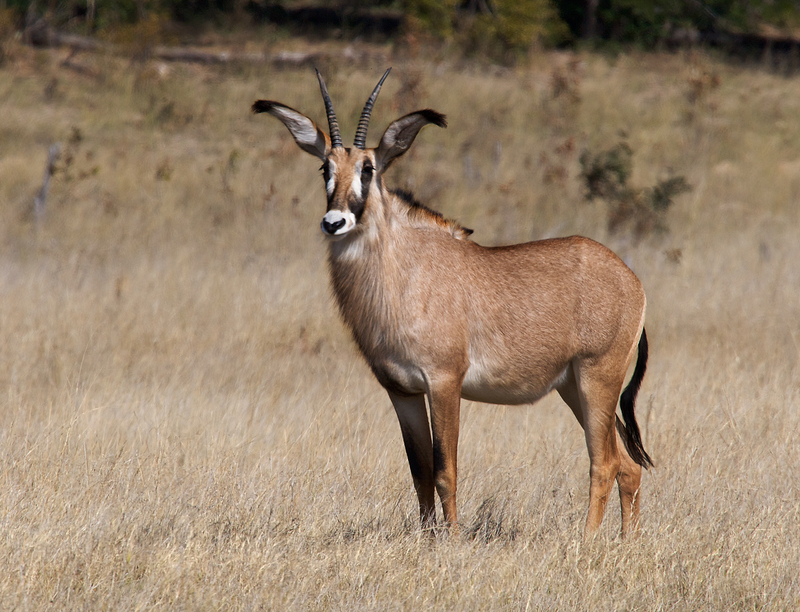 Roan Antelope 259A8012.jpg :: Roan Antelope in Tanzania