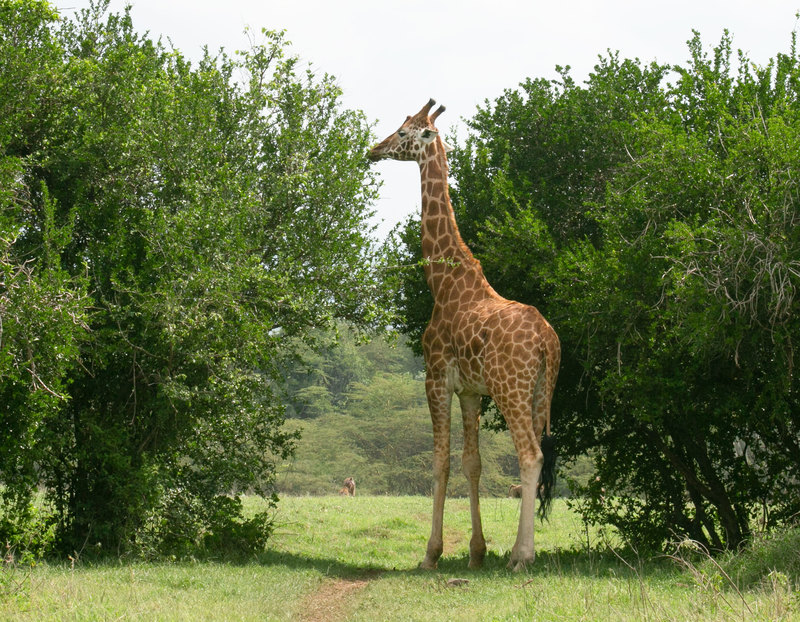 Rothchilds-in-Scenery(1).jpg :: A large Rothchilds giraffe grazing in central Kenya
