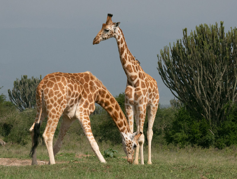 Rothchlds Giraffe Pair.jpg :: Rothchlds giraffe pair in central Kenya
