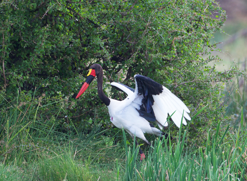 Saddle Bill Flapping Wings 2.jpg :: Saddlebill flapping wings
