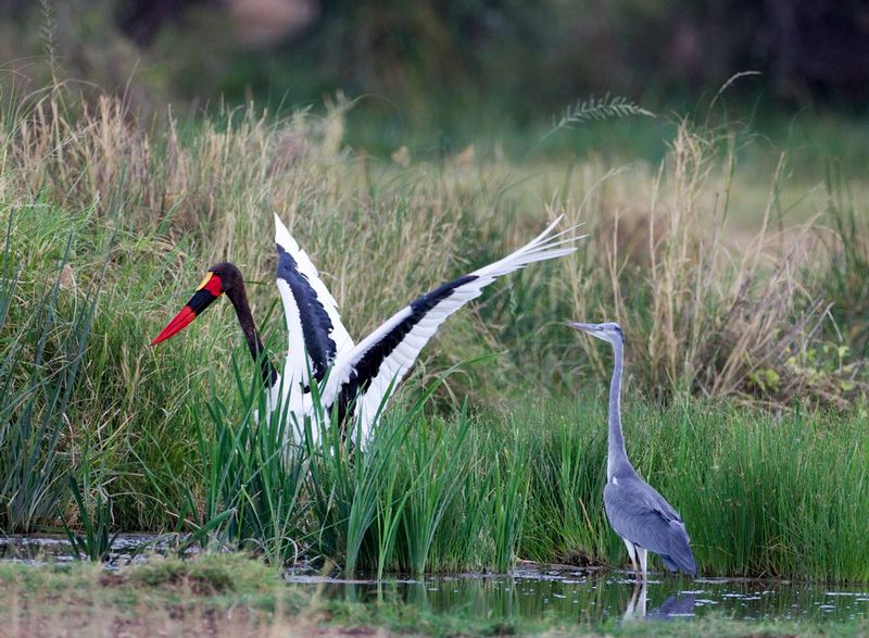Saddle Bill Stork and Heron.jpg :: A Saddle Bill Stork and heron in water in Amboseli