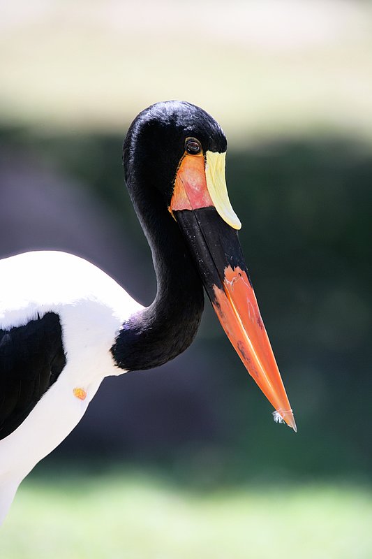 Saddle Billed Stork.jpg :: Saddle-billed Stork