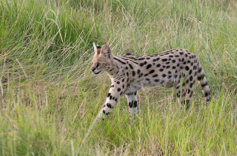 Serval 164A1135.jpg