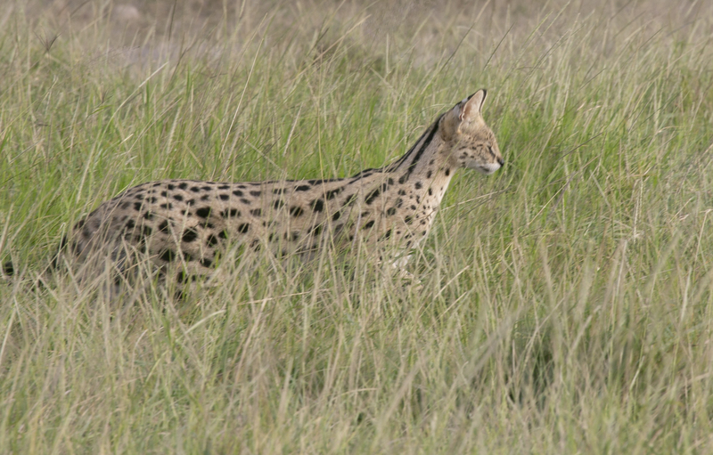 Serval 164A1205.jpg