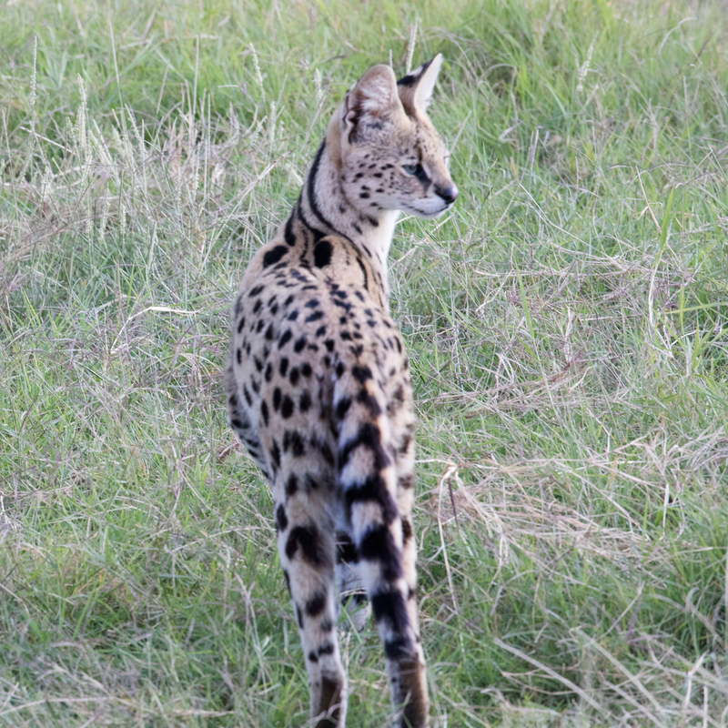 Serval Cat Alerted.jpg :: This cat is suddenly looking at something nearby while hunting.