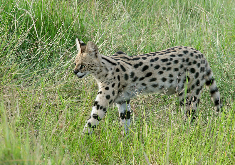 Serval walking In Grass.jpg :: Serval cats are one of the smallest cat species in Africa. It weighs 20 - 35 lb. and is about 30 inches long. It preys on rodents, frogs, lizards, etc.