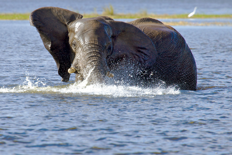 Shaking It Off.jpg :: Elephant shaking his head to clear off water after being submerged swimming in deep water
