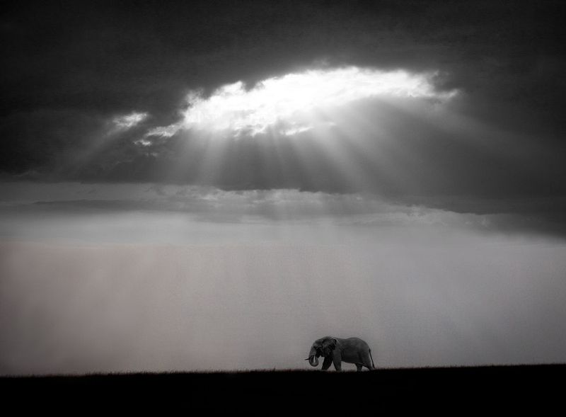 Spotlight On Lone Elephant-BW version.jpg :: Late afternoon sun breaks through heavy cloud cover creating a spotlight.