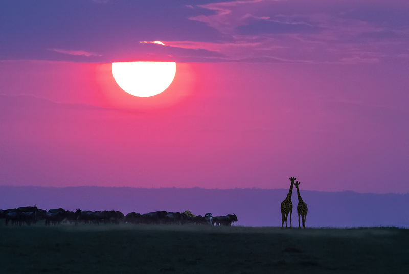 Sundown On The Mara.jpg :: A male and female giraffe are watching this very unusual purple sunset. Near by are wildebeests and zebras.