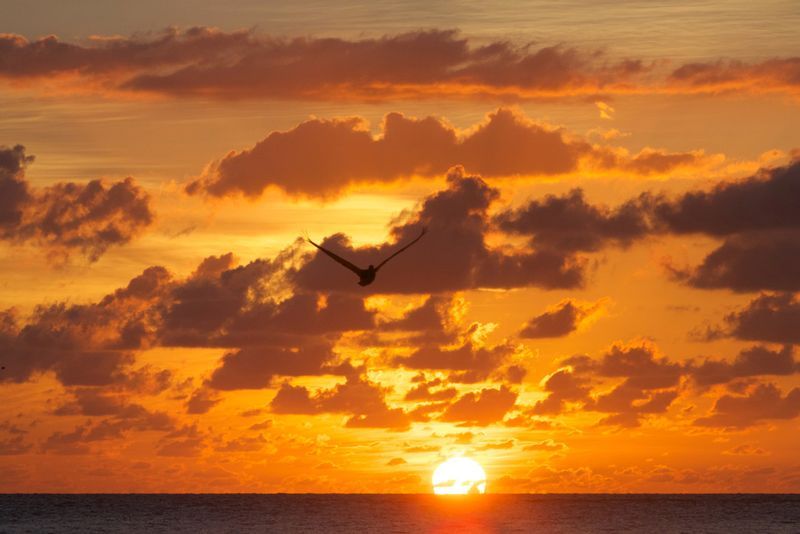 Sunset-1134-with-Pelican.jpg