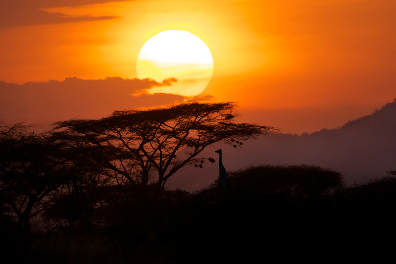 Sunset-at-Samburu.jpg :: A solitary giraffe is still grazing on the acacia trees while the sunset is developing in Samburu Kenya.