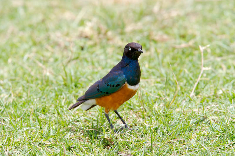 Superb-Starling-ZO7L1177.jpg :: African Superb Starling on grass
