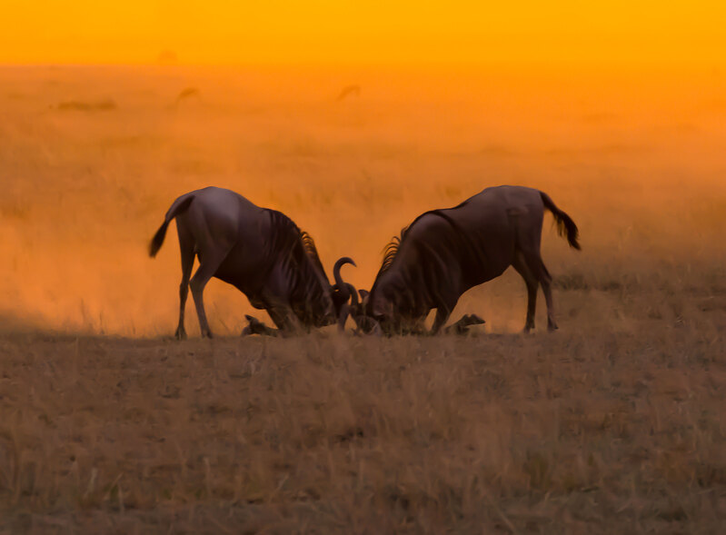 The Battle Continues 5L2A4371.jpg :: Two wildebeest males are engaged in battle as the sunset develops