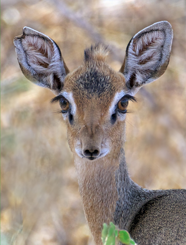 The Eyes of a Dik Dik.jpg :: A dik dik face 