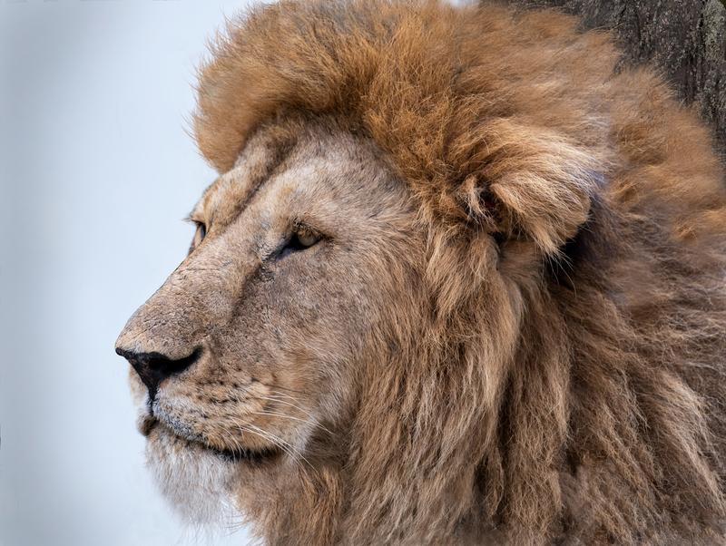 The King 5L2A1809.jpg :: Close up of the dominant male lion in Masai Mara