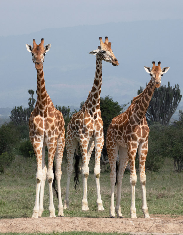Three Rothchilds Giraffes.jpg