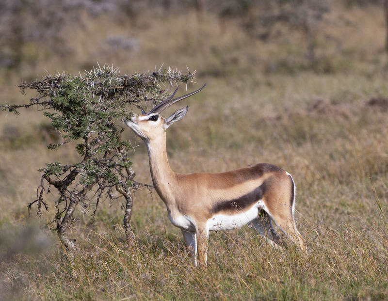 Tompson Gazelle 164A1880.jpg :: Tompson gazelle grazing