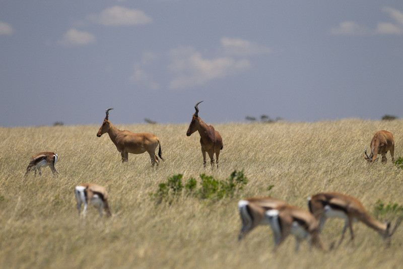 Topi and Tompsons CN4F1811.jpg :: topi with nearby gazelles