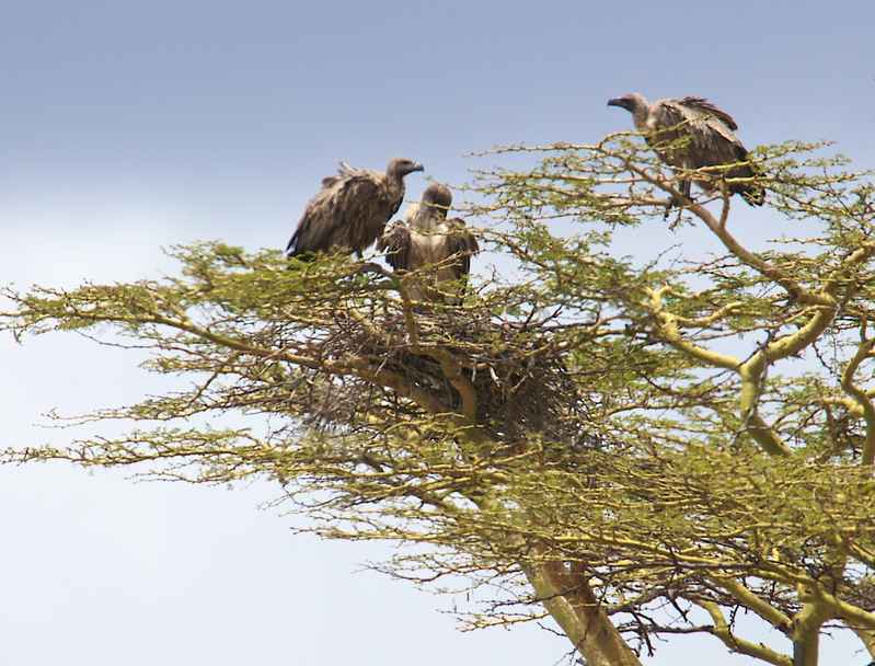 Vulture family at nest 259A1652.jpg :: Vulture family at nest