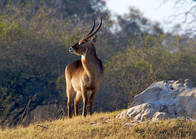 Waterbuck 3314.jpg :: Waterbuck male in morning light