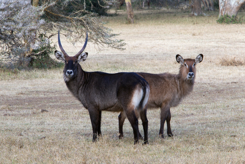 Waterbuck Male and Female.jpg :: Common Waterbuck male and female