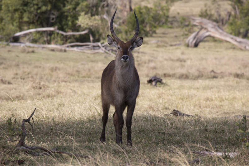 Waterbuck Male front view 164A1725.jpg :: waterbuck male