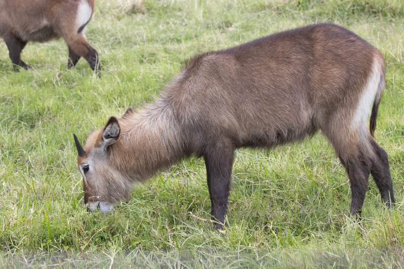 Waterbuck female 164A1647.jpg :: Waterbuck female grazing