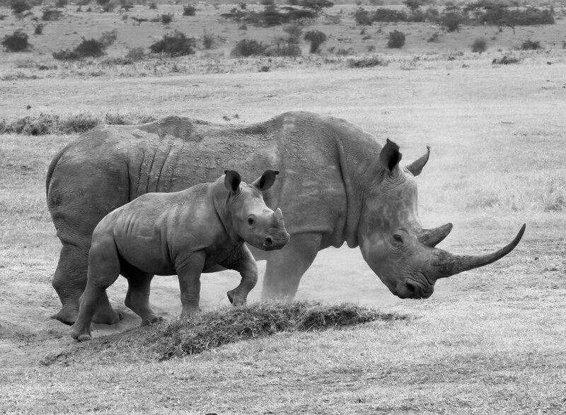 White Rhino and Young (BW side view).jpg :: White rhino and young in Aberdare Kenya