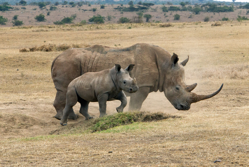 White Rhino and Young (color side view).jpg :: White rhino and young (side view)