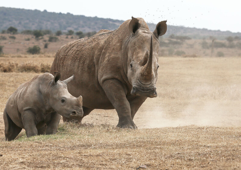White Rhino and Young (color).jpg :: White rhino and young in Aberdare region of Kenya