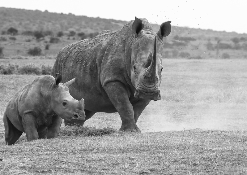 White Rhino and Young BW.jpg :: White rhino and young in Aberdare region of Kenya