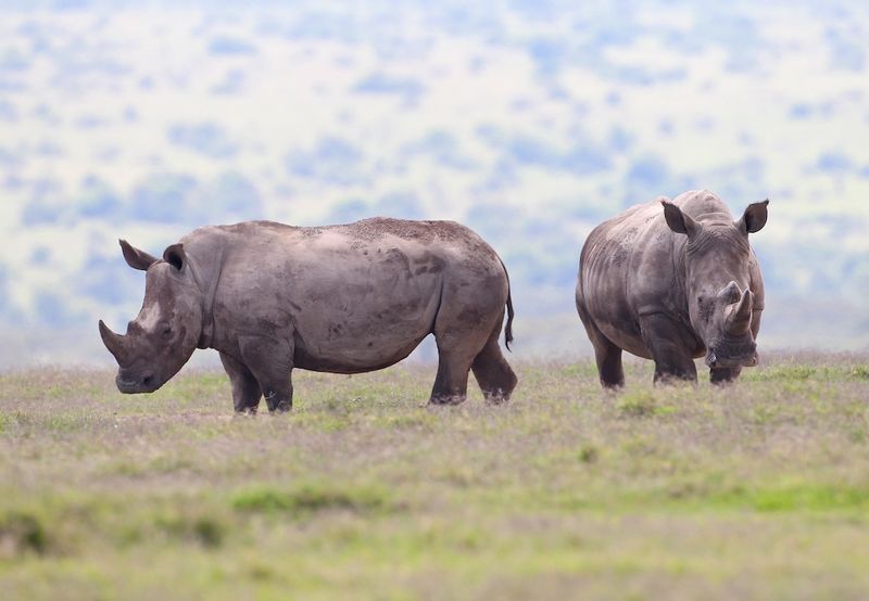 White Rhinos in Aberdare.jpg :: 2 white rhinos in Aberdare Kenya.