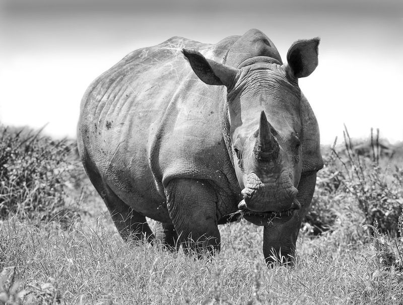White-Rhino R2-.jpg :: White rhino grazing