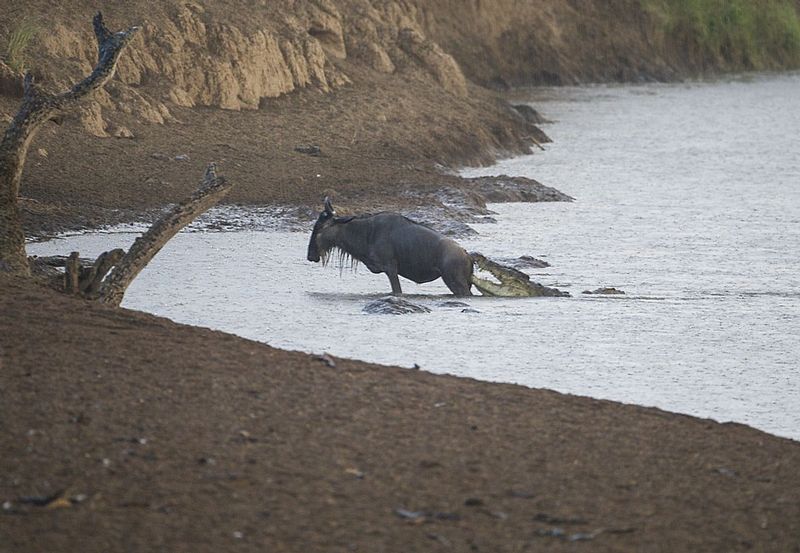 Wildebeest Attempting To Climb Out.jpg :: This wildebeest was strong enough to climb out while this 20 foot crocodile is hanging on.
