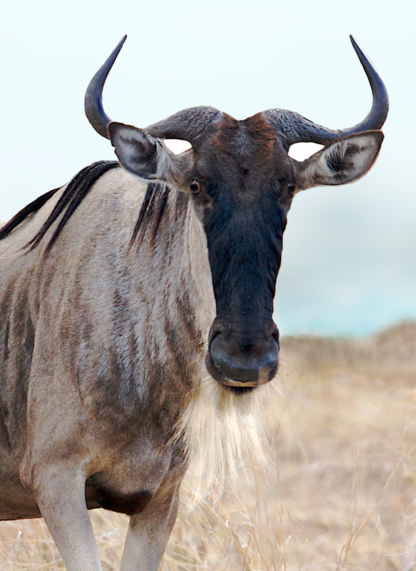 Wildebeest Face Close-up AA22.jpg :: Wildebeest face close up