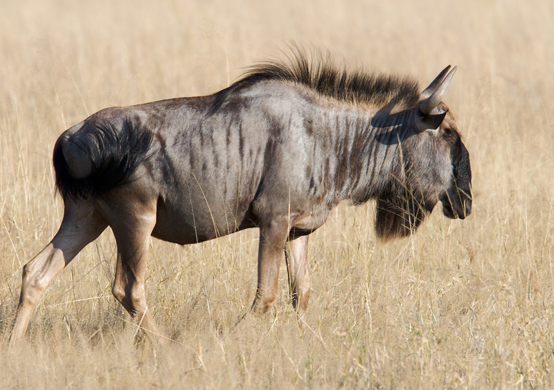 Wildebeest in Masai Mara 3309.jpg :: Wildebeest walking on savannah 