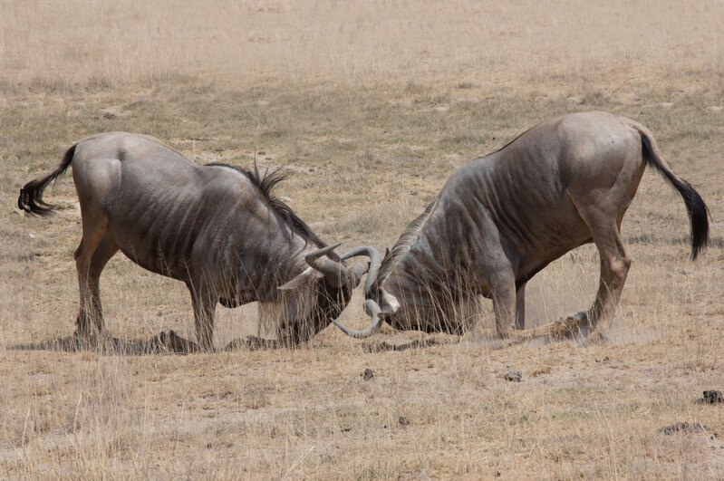 Wildebeest males in battle 164A5009.jpg :: Two wildebeest males are fighting for dominance 