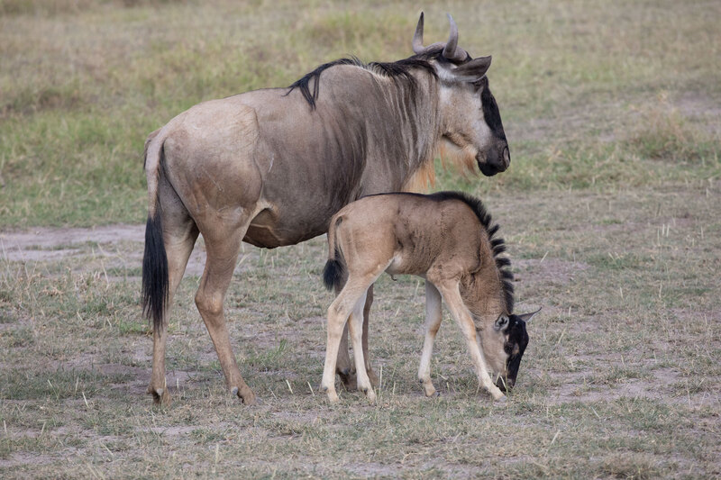 Wildebeest with Newborn 5L2A4951.jpg ::  Female wildebeest and young grazing in the Masai Mara