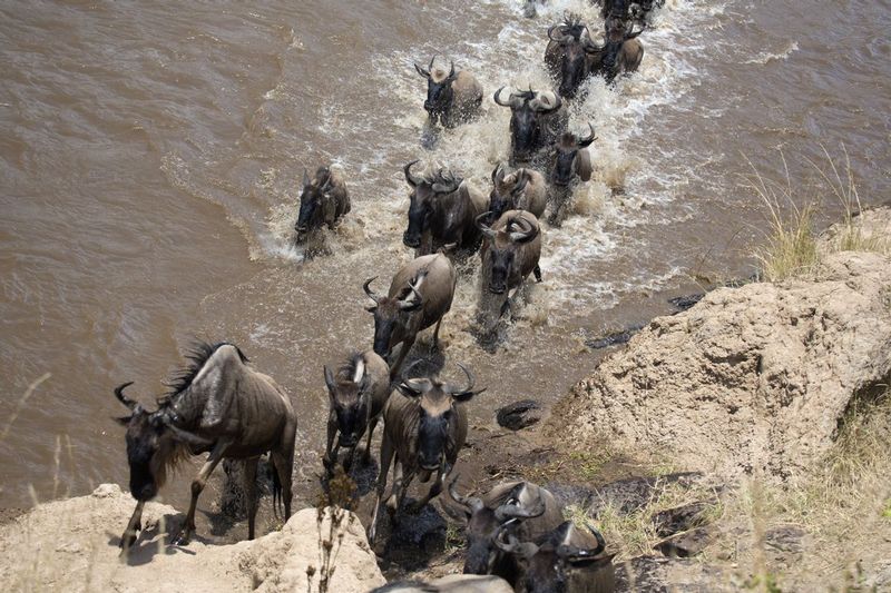 Wildebeests Climbing Out On Other Side.jpg :: A view of the wildebeest climbing out on the other side of the river.