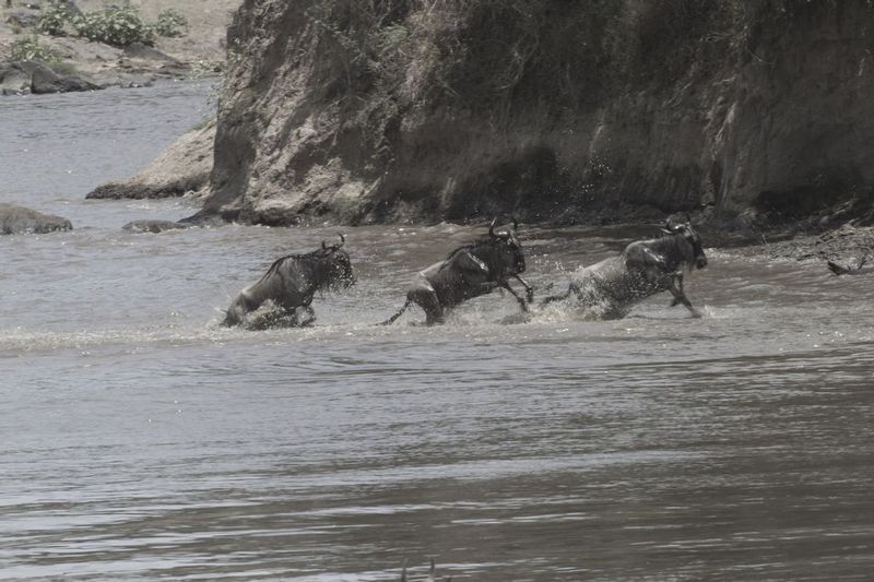 Wildebeests Hurrying To Get Out.jpg :: A view of the anxious wildebeests exiting the river