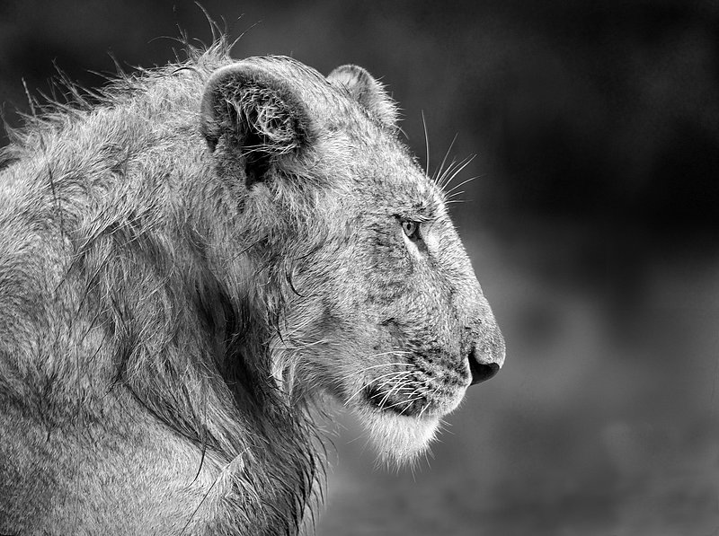 Young Male Lion After Rain-BW version.jpg :: Young male immediately after rainfall.