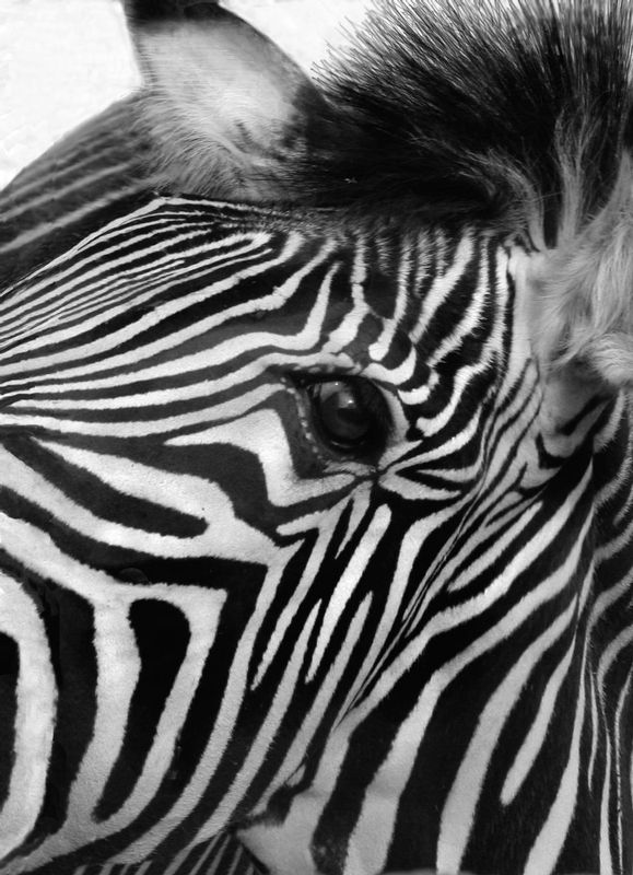 Zebra Face -BW version.jpg :: Close up Grevy Zebra's face showing the distinct stripe pattern.