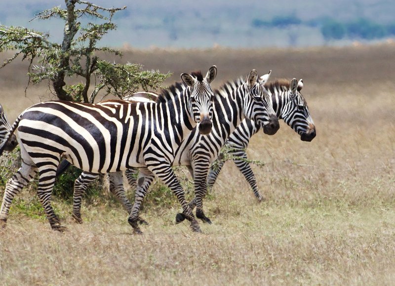 Zebra Females Walking Together 2.jpg :: Zebra females walking on field in Masai Mara.