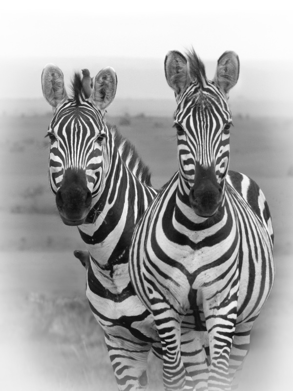 Zebra Girl Talk -BW version.jpg :: Two female zebras are standing together in Masai Mare with Ox Peckers