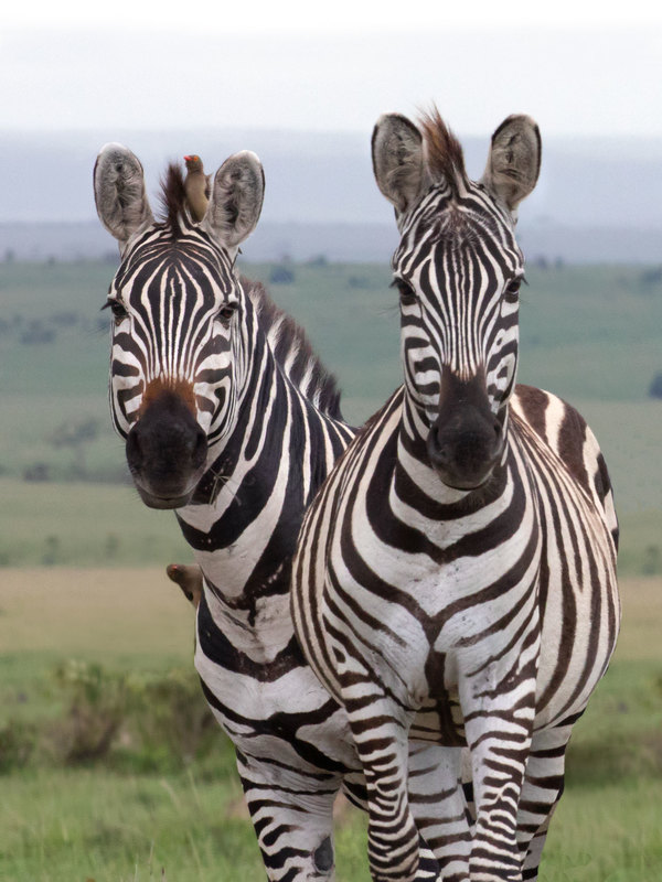 Zebra Girl Talk -color version.jpg :: Two female zebras are standing together in Masai Mare with Ox Peckers