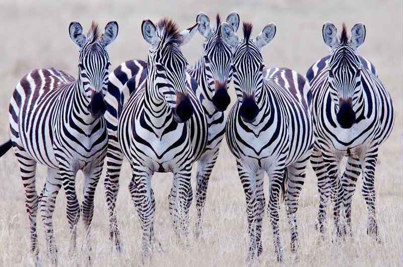 Zebra Girls color version.jpg :: Five female zebras standing together at in Tanzania