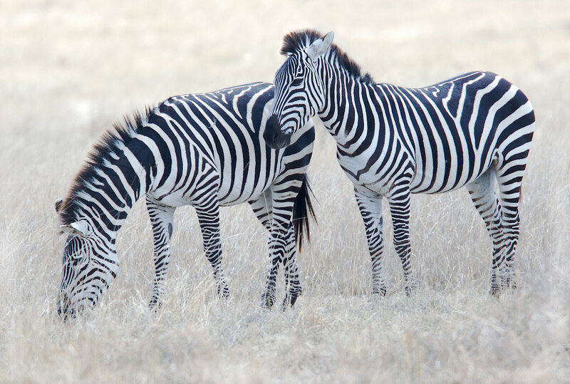 Zebra Grazing In Ngorongoro 259A0619.jpg :: Two female zebra grazing in the Ngorongoro Crater