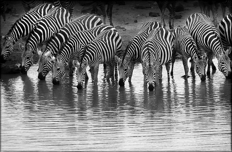 Zebra Group Drinking.jpg :: Large group of zebra are drinking from a pond in Tsavo Kenya.